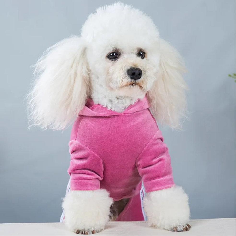 Velvet Tracksuit for dogs  Shopella   