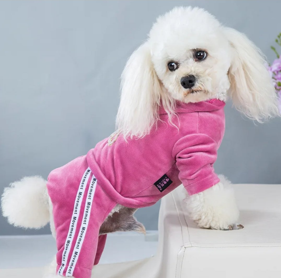 Velvet Tracksuit for dogs  Shopella   