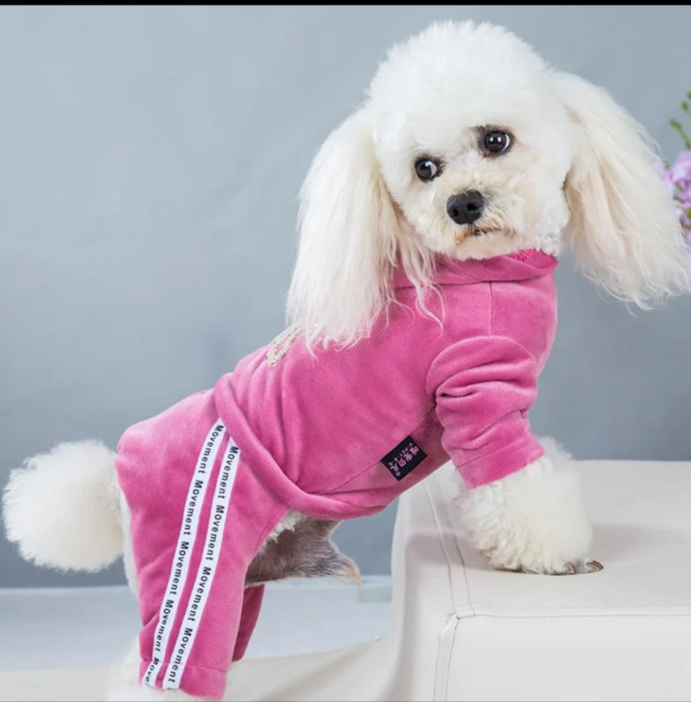 Velvet Tracksuit for dogs  Shopella   