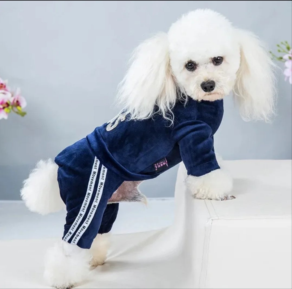 Velvet Tracksuit for dogs  Shopella   